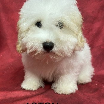 ASTON coton Mâle Coton de tulear