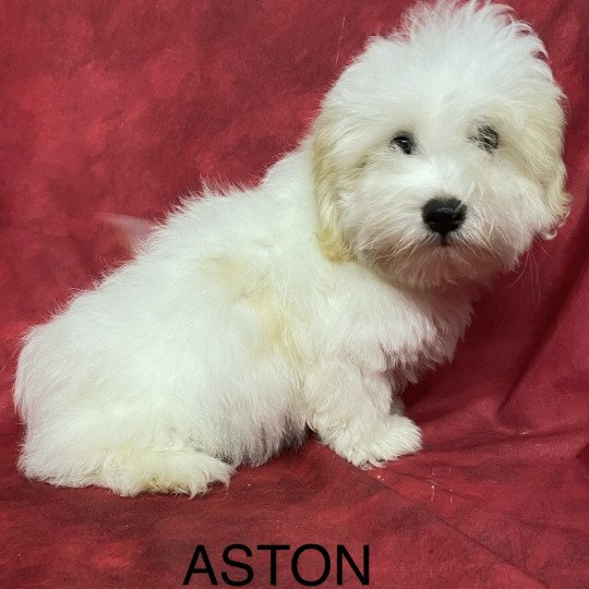 chiot Coton de tulear ASTON coton Domaine de la Chantelaie  