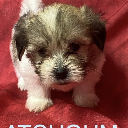 chiot Coton de tulear ATCHOUM coton tricolore Domaine de la Chantelaie  