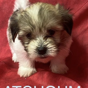ATCHOUM coton tricolore Mâle Coton de tulear