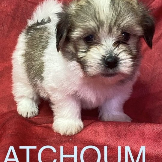 chiot Coton de tulear ATCHOUM coton tricolore Domaine de la Chantelaie  