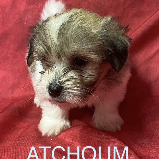 chiot Coton de tulear ATCHOUM coton tricolore Domaine de la Chantelaie  