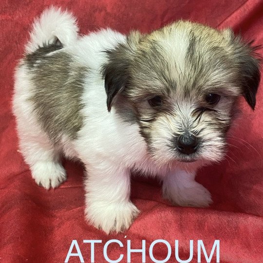 chiot Coton de tulear ATCHOUM coton tricolore Domaine de la Chantelaie  