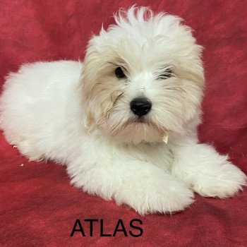 ATLAS coton Mâle Coton de tulear