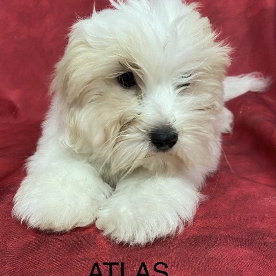 chiot Coton de tulear ATLAS coton Domaine de la Chantelaie  