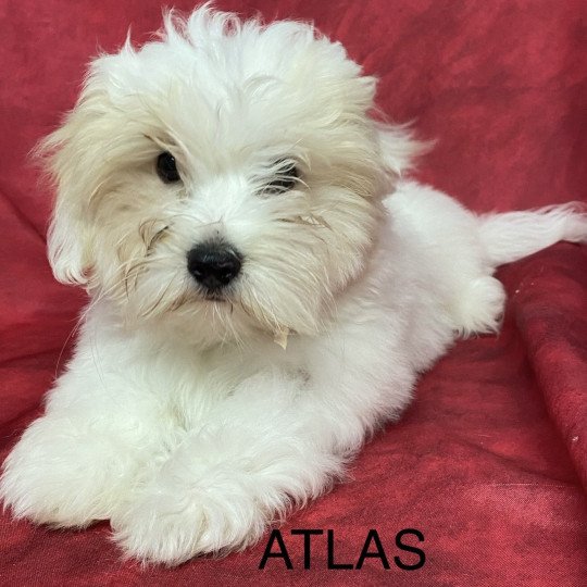 chiot Coton de tulear ATLAS coton Domaine de la Chantelaie  