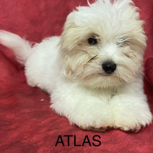 chiot Coton de tulear ATLAS coton Domaine de la Chantelaie  