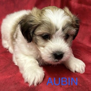 AUBIN coton Mâle Coton de tulear