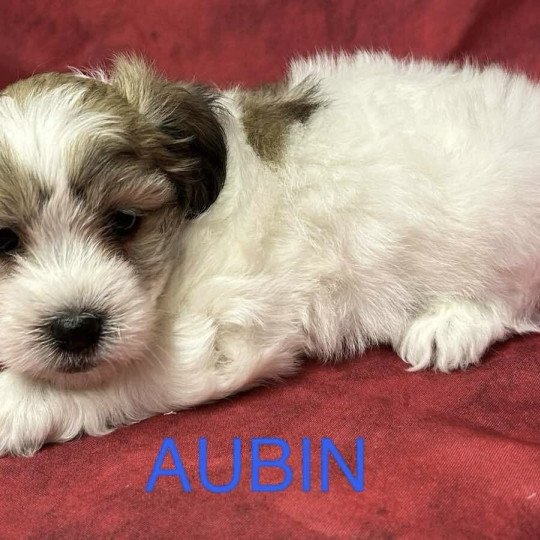 chiot Coton de tulear AUBIN coton Domaine de la Chantelaie  