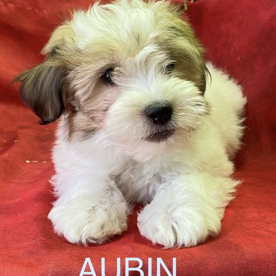 chiot Coton de tulear AUBIN coton Domaine de la Chantelaie  