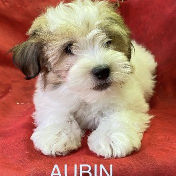 AUBIN coton Mâle Coton de tulear