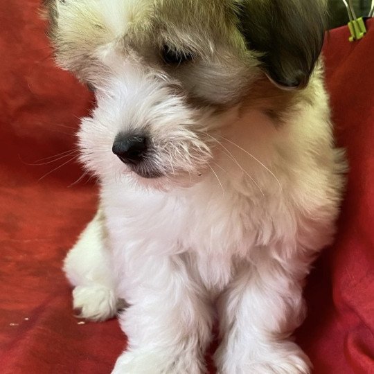 chiot Coton de tulear AUBIN coton Domaine de la Chantelaie  