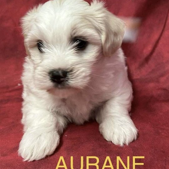 chiot Coton de tulear AURANE coton Domaine de la Chantelaie  