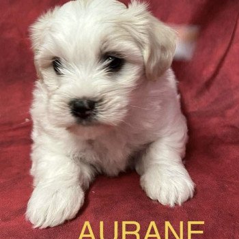 AURANE coton Femelle Coton de tulear