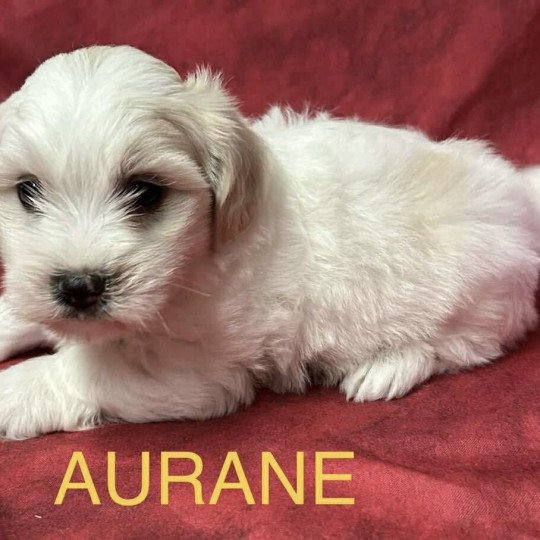 chiot Coton de tulear AURANE coton Domaine de la Chantelaie  