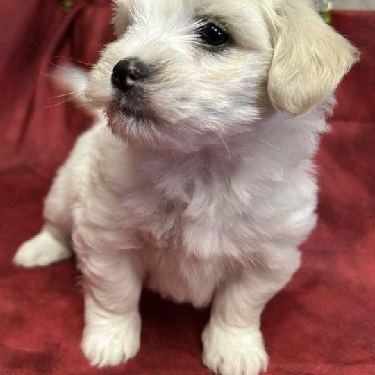 chiot Coton de tulear AURANE coton Domaine de la Chantelaie  