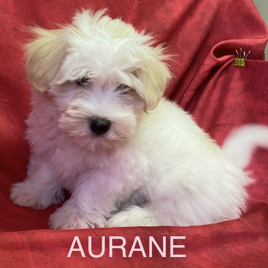 chiot Coton de tulear AURANE coton Domaine de la Chantelaie  