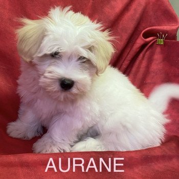 AURANE coton Femelle Coton de tulear