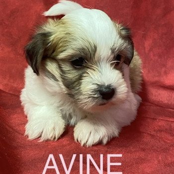 AVINE coton tricolore RÉSERVÉE Femelle Coton de tulear