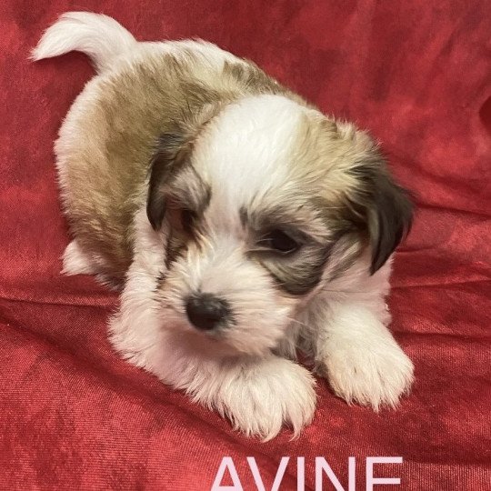 chiot Coton de tulear AVINE coton tricolore RÉSERVÉE Domaine de la Chantelaie  