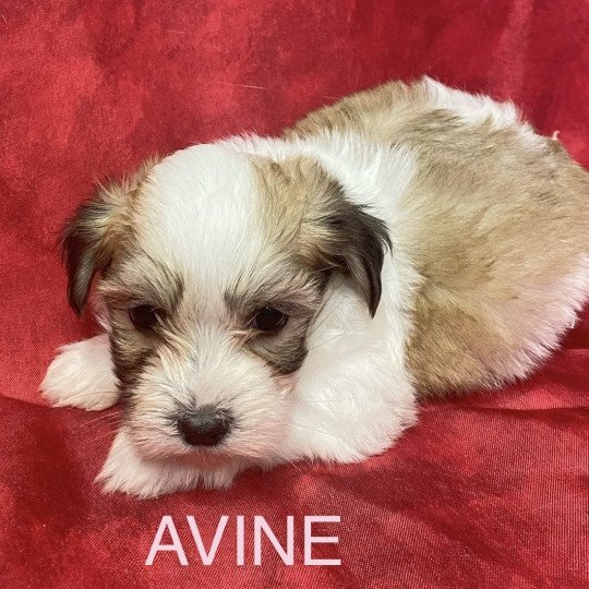 chiot Coton de tulear AVINE coton tricolore RÉSERVÉE Domaine de la Chantelaie  