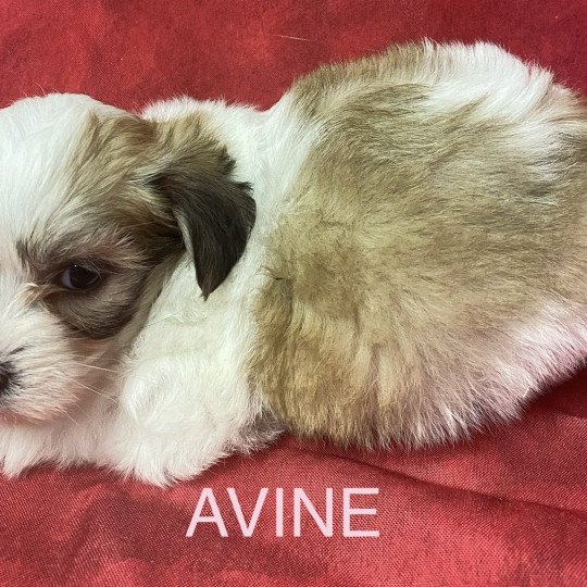 chiot Coton de tulear AVINE coton tricolore RÉSERVÉE Domaine de la Chantelaie  