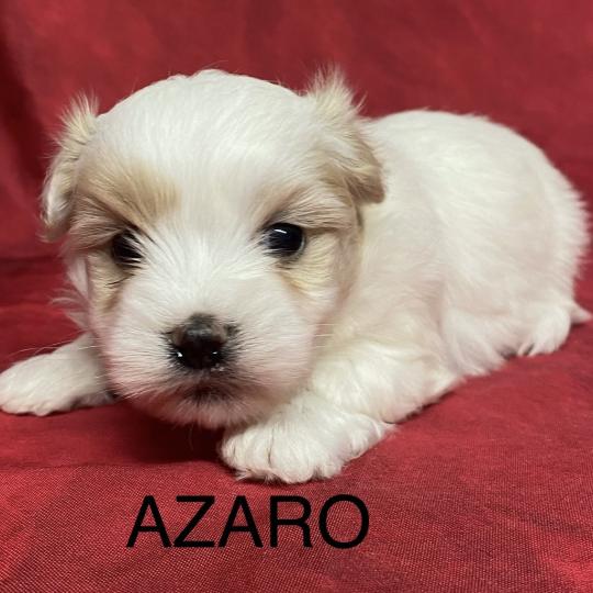 chiot Coton de tulear AZARO coton à réserver Domaine de la Chantelaie  
