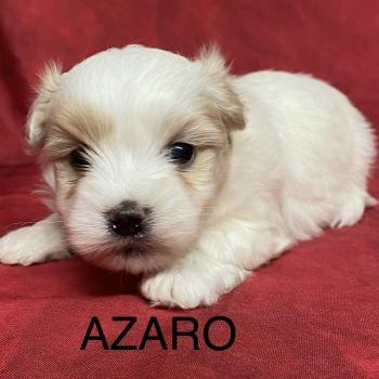 AZARO coton à réserver Mâle Coton de tulear