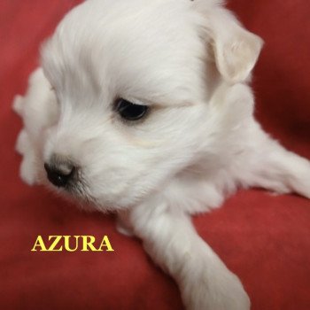 AZURA coton de tuléar RÉSERVÉE Femelle Coton de tulear