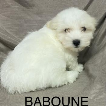 BABOUNE Coton LOF disponible Femelle Coton de tulear