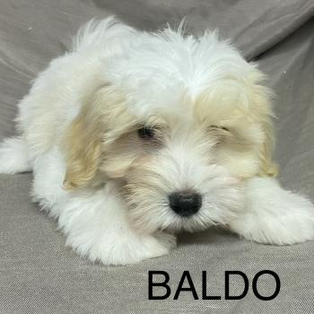 BALDO Coton LOF disponible Mâle Coton de tulear