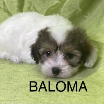 BALOMA coton LOF disponible Femelle Coton de tulear