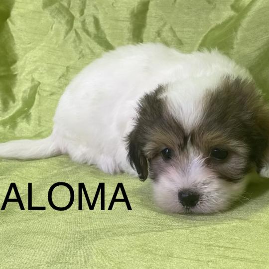chiot Coton de tulear BALOMA coton LOF disponible Domaine de la Chantelaie  