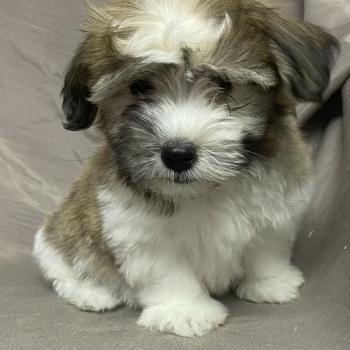 BALTAZAR Coton LOF disponible Mâle Coton de tulear
