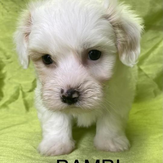chiot Coton de tulear BAMBI coton LOF disponible Domaine de la Chantelaie  
