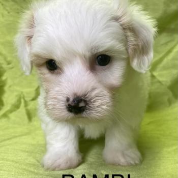 BAMBI coton LOF disponible Mâle Coton de tulear