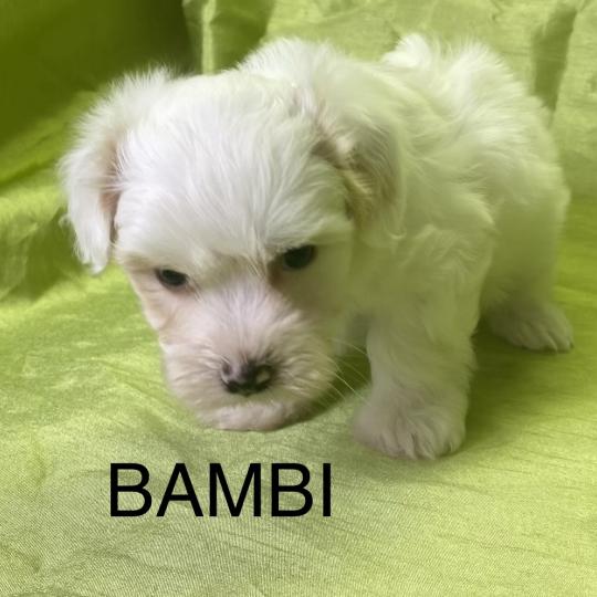 chiot Coton de tulear BAMBI coton LOF disponible Domaine de la Chantelaie  