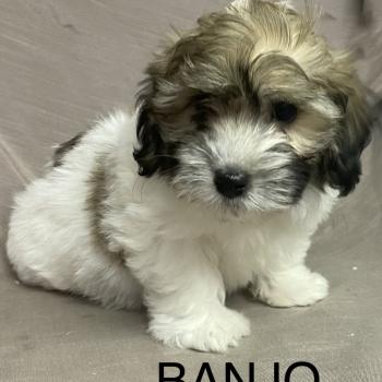BANJO Coton LOF disponible Mâle Coton de tulear