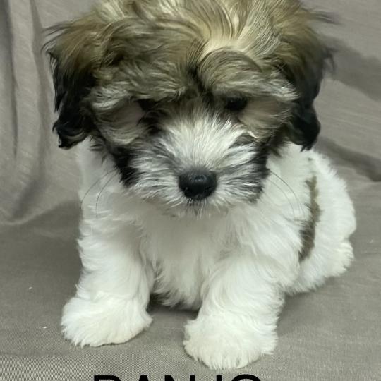 chiot Coton de tulear BANJO Coton LOF disponible Domaine de la Chantelaie  