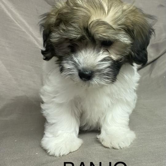 chiot Coton de tulear BANJO Coton LOF disponible Domaine de la Chantelaie  