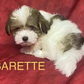 BARETTE mini Coton disponible Femelle Coton de tulear