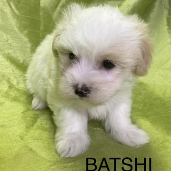 BATSHI coton LOF disponible Mâle Coton de tulear