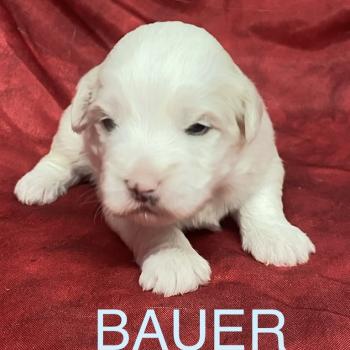 BAUER coton LOF à réserver Mâle Coton de tulear