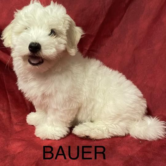chiot Coton de tulear BAUER coton LOF DISPONIBLE Domaine de la Chantelaie  