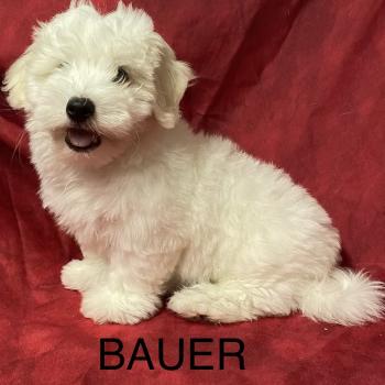 BAUER coton LOF DISPONIBLE Mâle Coton de tulear