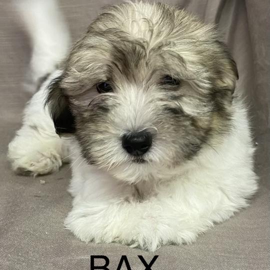 chiot Coton de tulear BAX Coton LOF disponible Domaine de la Chantelaie  