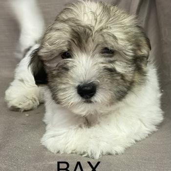 BAX Coton LOF disponible Mâle Coton de tulear