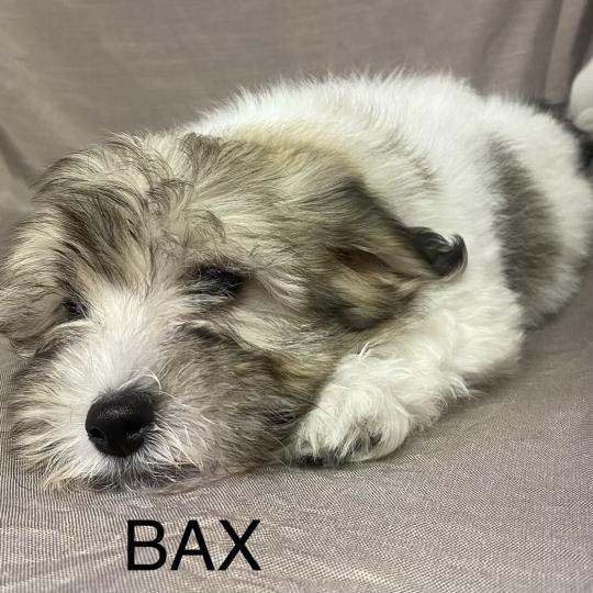 chiot Coton de tulear BAX Coton LOF disponible Domaine de la Chantelaie  