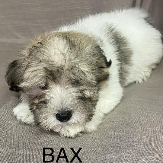 chiot Coton de tulear BAX Coton LOF disponible Domaine de la Chantelaie  