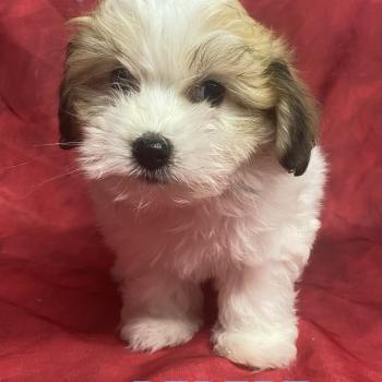 BÉBERT mini Coton disponible Mâle Coton de tulear